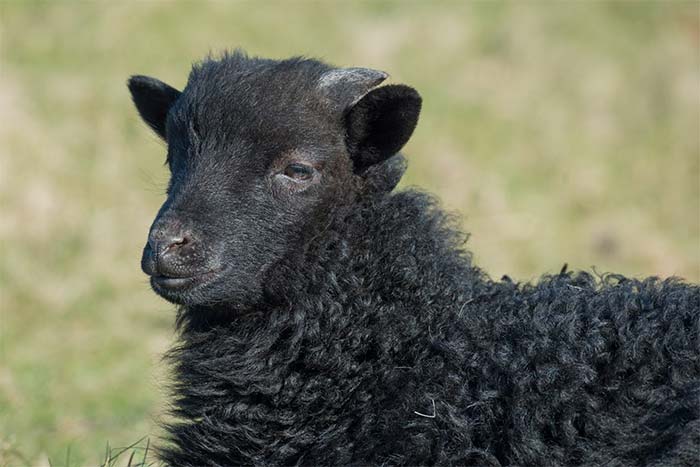 Baa, Baa, Black Sheep